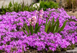 Phlox (S) 'Moerheimii - Vlambloem