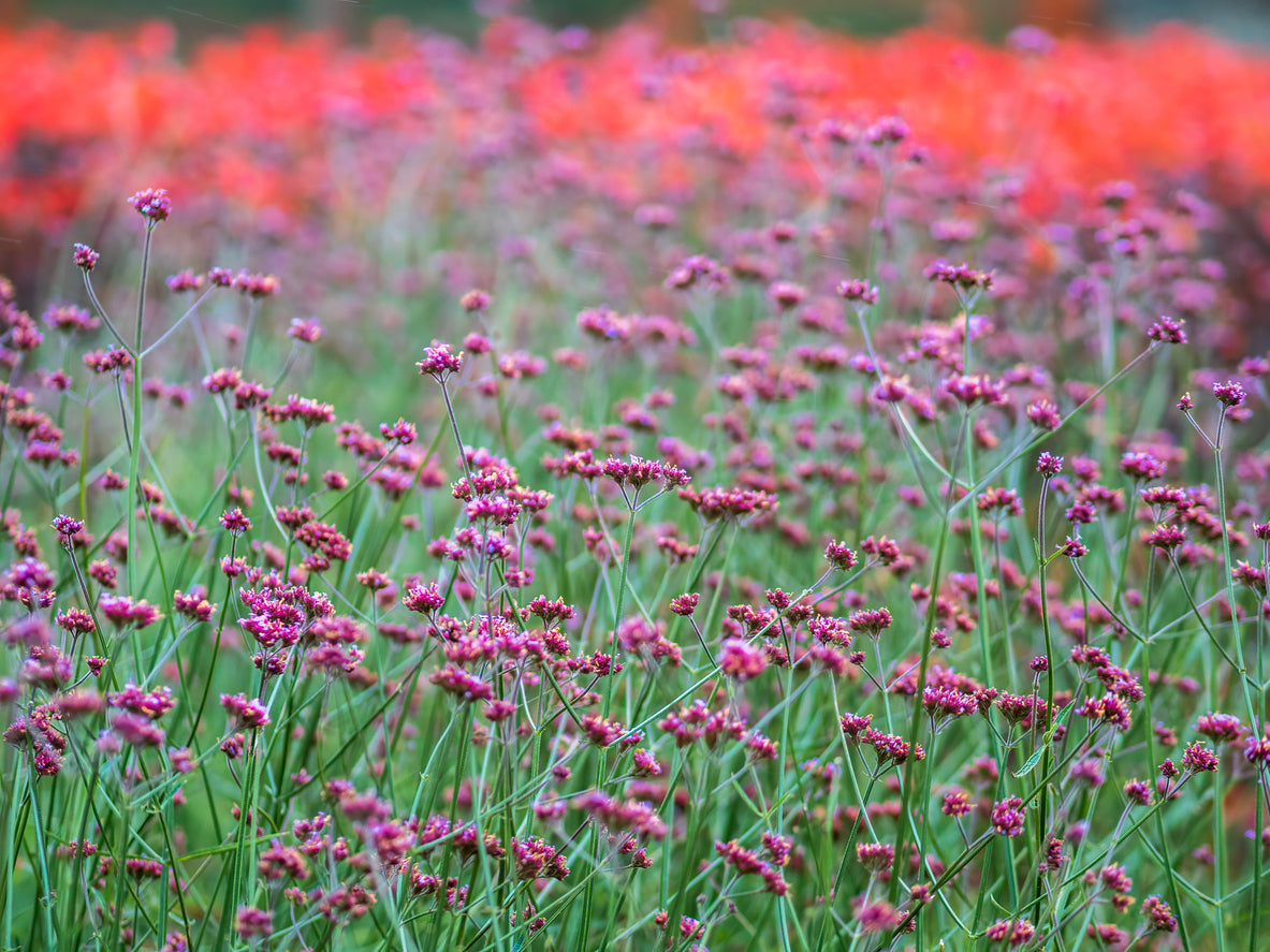 Verbena bonariensis 'Lollipop' - Ijzerhard