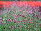 Verbena bonariensis 'Lollipop' - Ijzerhard