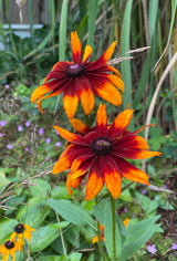Rudbeckia hirta - Zonnehoed