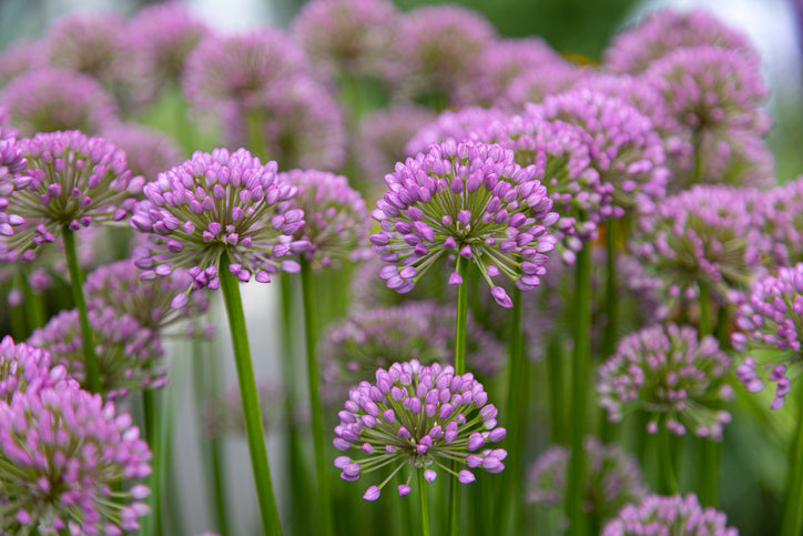 Allium schoenoprasum - Knoflookbies