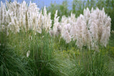 Cortaderia selloana 'Pumila' - Pampasgras