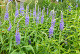 Veronica longifolia