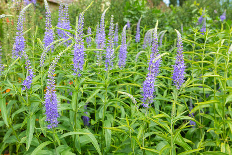Veronica longifolia