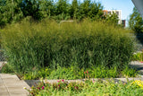 Panicum virgatum 'Northwind'