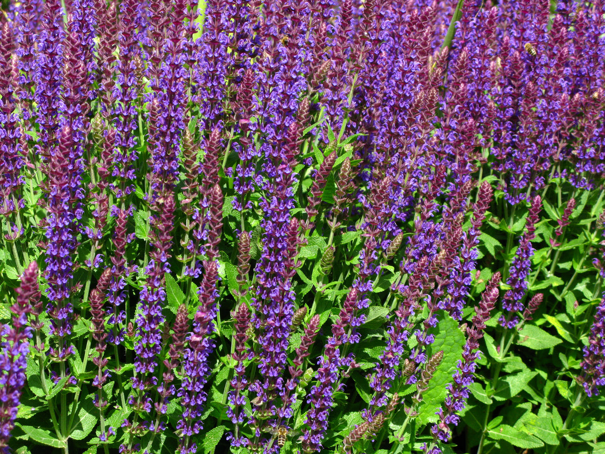 salvia nemorosa 'caradonna - Salie