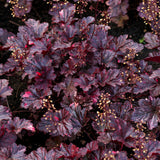 Heuchera mic. 'Palace Purple' - Purperkolkje