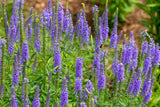 Veronica spicata - Ereprijs