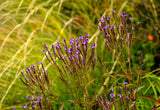Verbena Hastata 'Blue Spires' - Ijzerhard