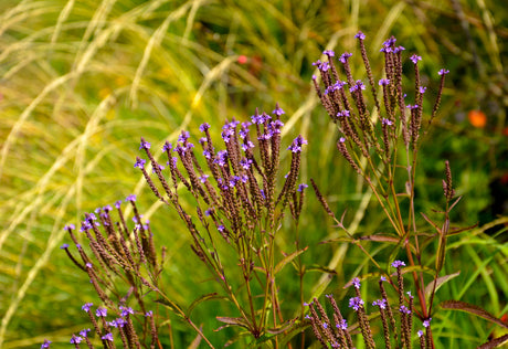 Verbena Hastata 'Blue Spires' - Ijzerhard