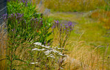 Verbena Hastata 'Blue Spires' - Ijzerhard