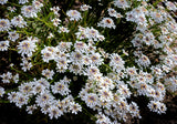 Iberis semp. 'Schneeflocke' - Scheefbloem
