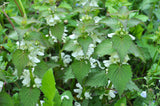 Lamium mac. 'White Nancy' - Lamium