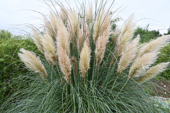 Cortaderia selloana 'Pumila' - Pampasgras