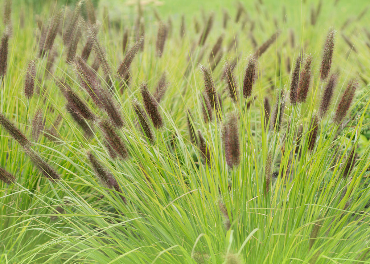 Pennisetum alopecuroides viridescens - Lampenpoetsersgras