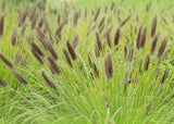 Pennisetum alopecuroides viridescens - Lampenpoetsersgras