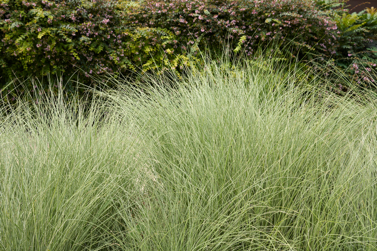 Miscanthus sinensis 'Morning Light' - Prachtriet