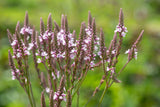 Verbena hastata 'Rosea