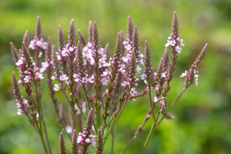 Verbena hastata 'Rosea