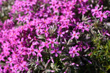 Phlox (S) 'Moerheimii - Vlambloem