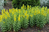 Lysimachia punctata - Puntwederik
