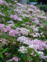 Spiraea japonica 'Genpei'