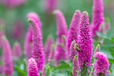 Veronica spicata 'Heidekind - Ereprijs