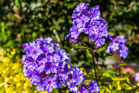 Phlox (P) 'Blue Paradise' - Vlambloem