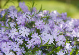Phlox (S) 'Emerald Cushion Blue - Vlambloem