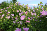 Malva moschata - Kaasjeskruid