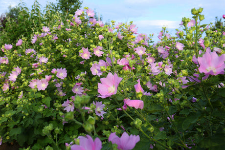 Malva moschata - Kaasjeskruid
