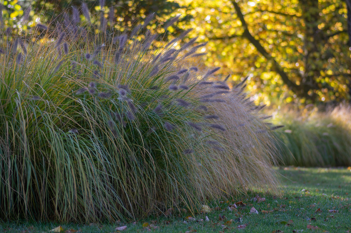 Pennisetum alopecuroides 'Hameln'