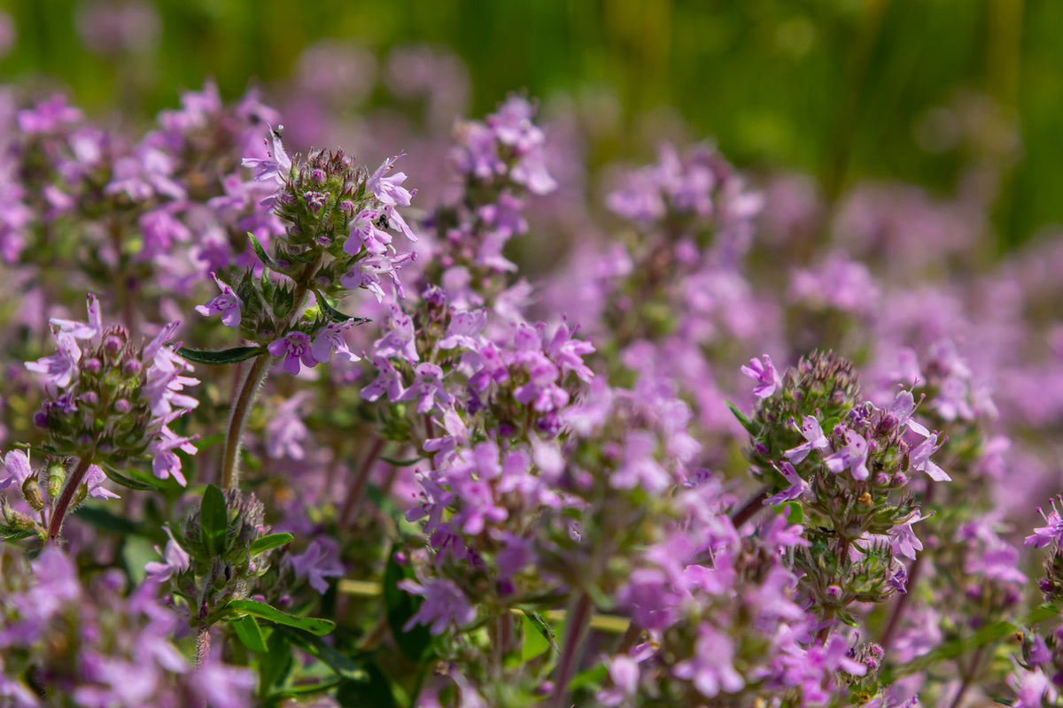 Thymus vulgaris