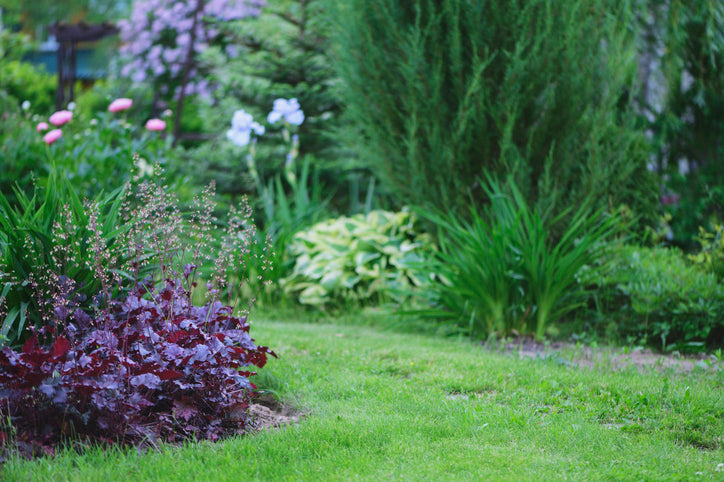 Heuchera mic. 'Palace Purple' - Purperkolkje