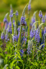 Veronica longifolia