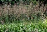Molinia arundinacea 'Karl Foerster' - Pijpenstrootje