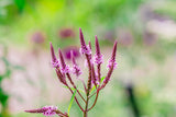 Verbena hastata 'Rosea