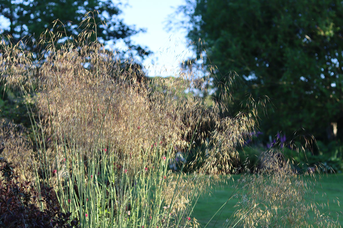 Stipa gigantea - Reuzenverdergras