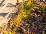 Stipa tenuissima 'Ponytails' - Verdergras