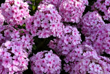 Phlox (P) 'Bright Eyes - Vlambloem