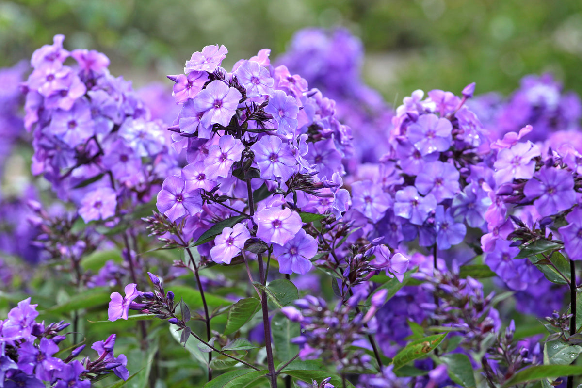 Phlox (P) 'Blue Paradise' - Vlambloem