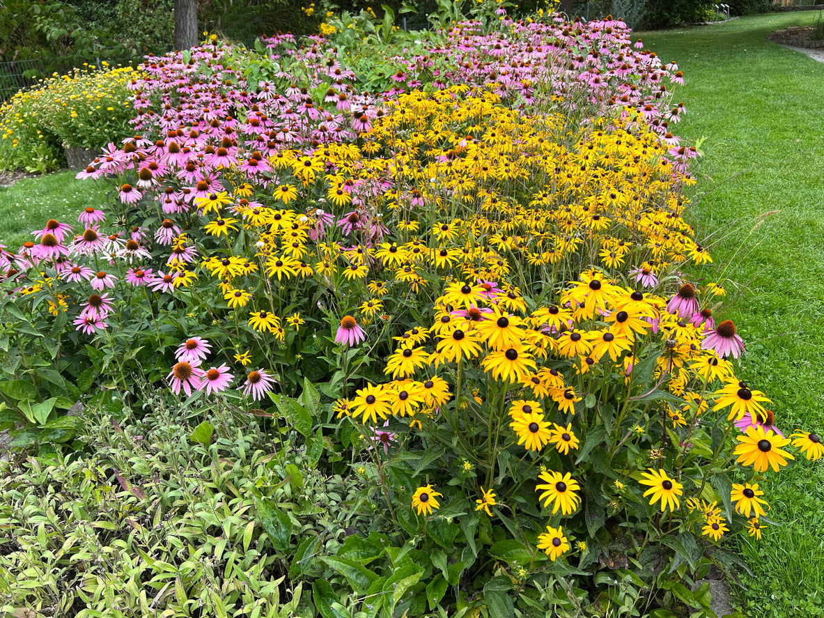 Rudbeckia fulgida 'Goldsturm'