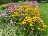 Rudbeckia fulgida 'Goldsturm'