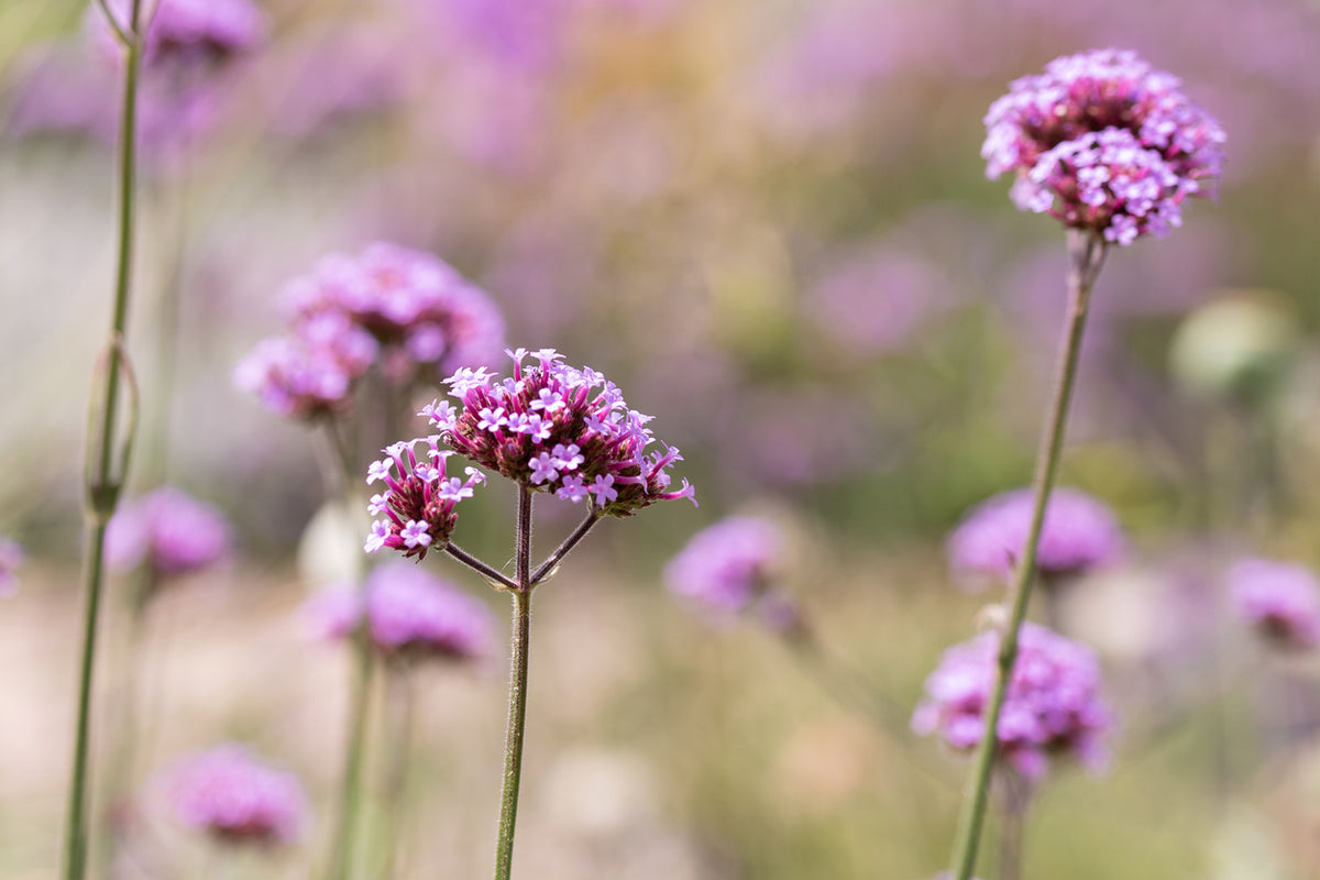 Verbena bonariensis 'Lollipop' - Ijzerhard