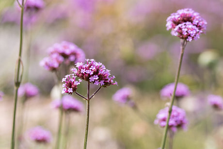 Verbena bonariensis 'Lollipop' - Ijzerhard