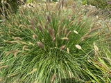 Pennisetum alopecuroides viridescens - Lampenpoetsersgras