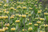 Phlomis russeliana - Brandkruid