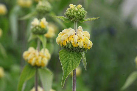 Phlomis russeliana - Brandkruid