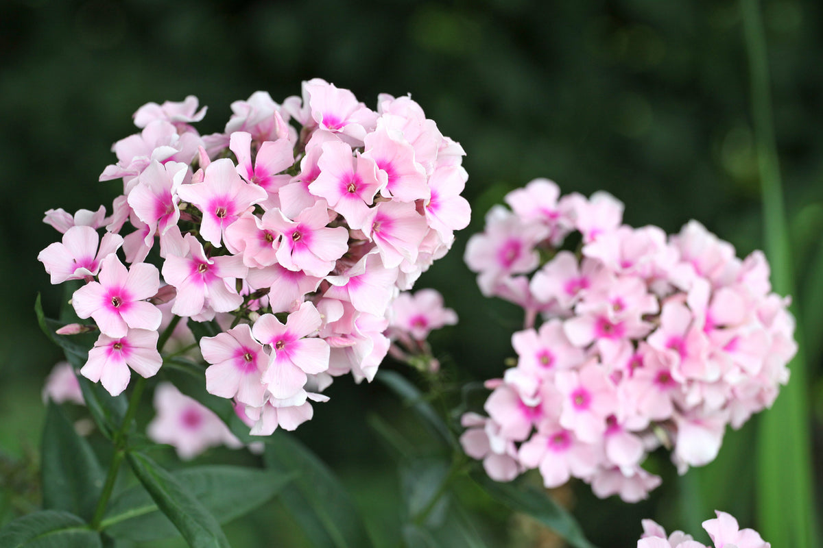 Phlox (P) 'Bright Eyes - Vlambloem