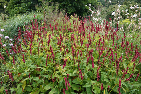 Persicaria amplexicaulis 'Taurus' - Duizendknoop